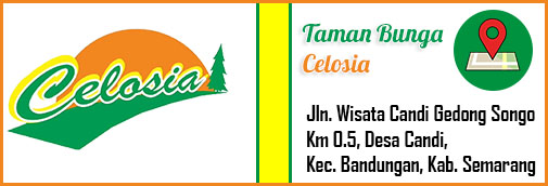 Lokasi dan Harga Tiket Masuk Taman Bunga Celosia Bandungan